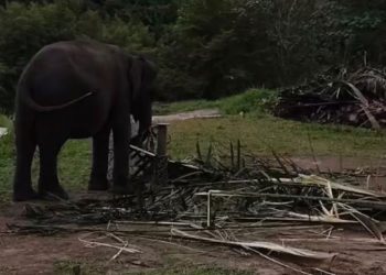Dua Gajah PLG Minas Mati Akibat Gangguan Pencernaan