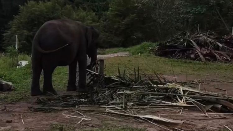Dua Gajah PLG Minas Mati Akibat Gangguan Pencernaan