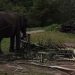 Dua Gajah PLG Minas Mati Akibat Gangguan Pencernaan