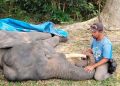 Gajah Diego Mati di PLG Minas