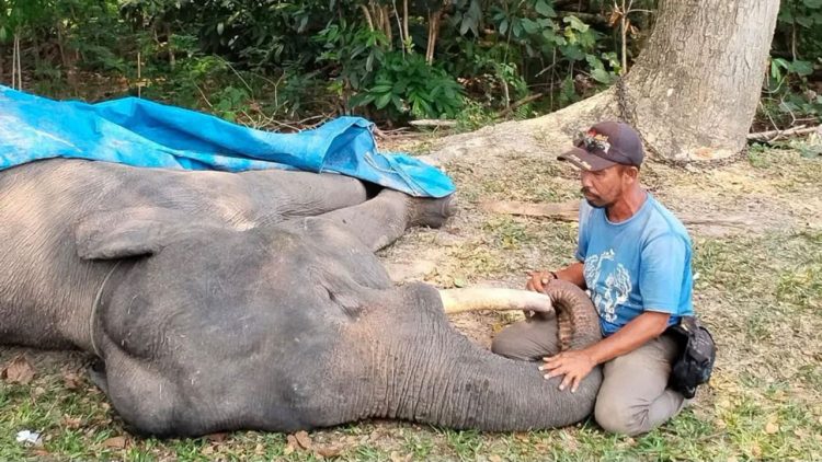 Gajah Diego Mati di PLG Minas