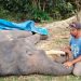 Gajah Diego Mati di PLG Minas