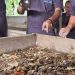 Kutim Ubah Sampah jadi Makanan Ternak