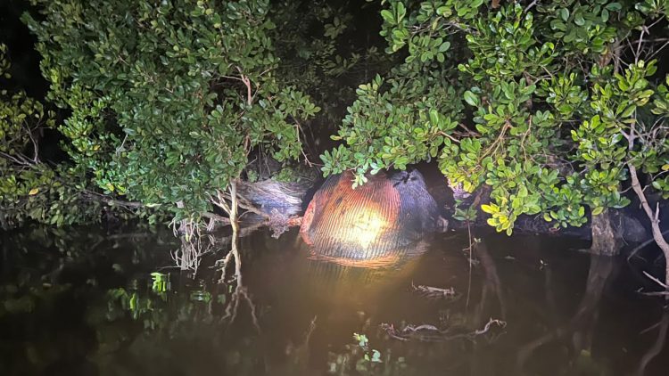 Paus Diduga Terdampar di Pantai Bakau Inhil