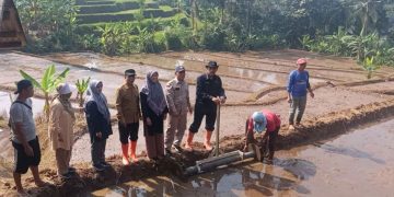 Dengan Padi Tabela Pertanian Modern Diterapkan di Cianjur