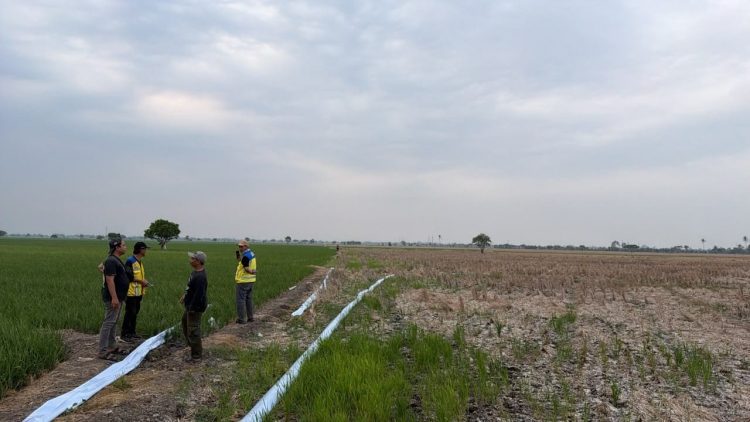 Kementerian PU Operasikan Tiga Pompa untuk Tangani Kekeringan Sawah di Bekasi