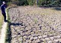 Kekeringan Ancam Ratusan Hektare Lahan Pertanian di Kalimantan Timur