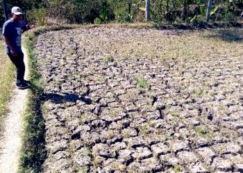 Kekeringan Ancam Ratusan Hektare Lahan Pertanian di Kalimantan Timur