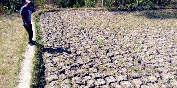Kekeringan Ancam Ratusan Hektare Lahan Pertanian di Kalimantan Timur