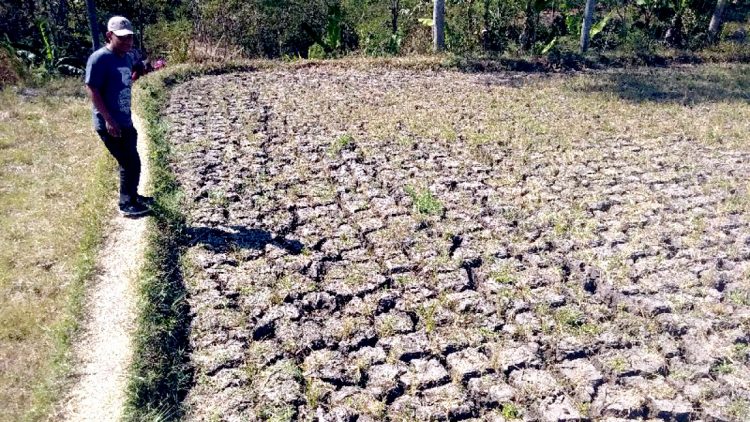 Kekeringan Ancam Ratusan Hektare Lahan Pertanian di Kalimantan Timur