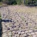 Kekeringan Ancam Ratusan Hektare Lahan Pertanian di Kalimantan Timur