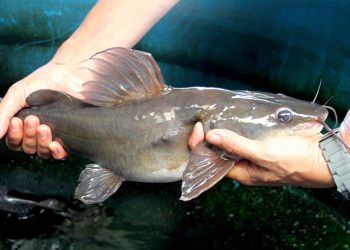 Budidaya Ikan Baung Riau Didorong Jadi Komoditas Unggulan