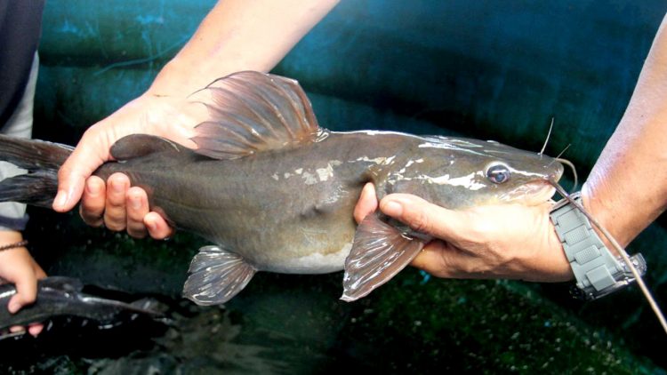 Budidaya Ikan Baung Riau Didorong Jadi Komoditas Unggulan