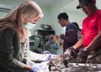 Sidoarjo Perkuat Pencegahan Rabies