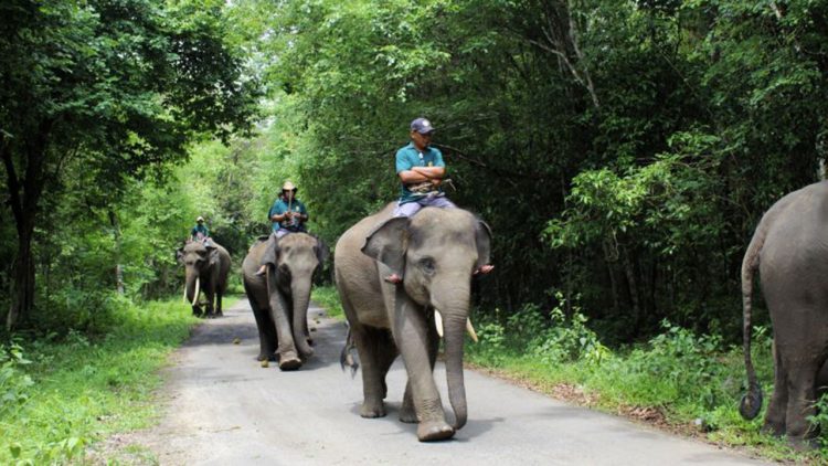 Way Kambas Kembangkan Wisata Berbasis Konservasi
