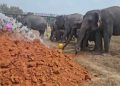 Way Kambas Ubah Pola Perawatan Gajah
