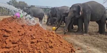 Way Kambas Ubah Pola Perawatan Gajah