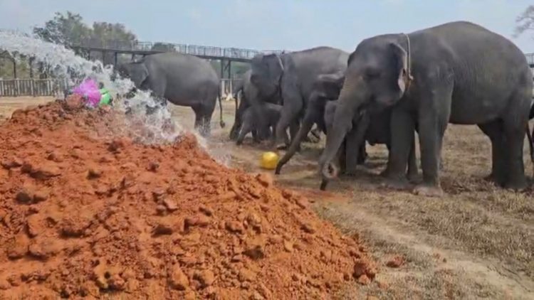 Way Kambas Ubah Pola Perawatan Gajah