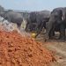 Way Kambas Ubah Pola Perawatan Gajah