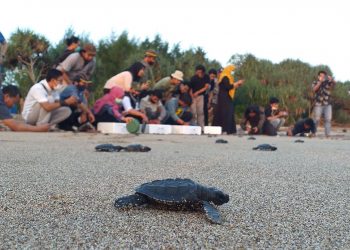 Pertamina Dampingi Nelayan Bali Lestarikan Penyu Lekang di Pantai Biaung