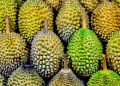Pesta Durian Wilayu Tawarkan Durian Sepuasnya Sekaligus Dukung Pembangunan Masjid