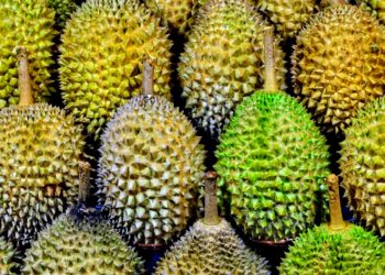 Pesta Durian Wilayu Tawarkan Durian Sepuasnya Sekaligus Dukung Pembangunan Masjid