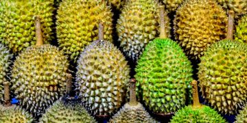 Pesta Durian Wilayu Tawarkan Durian Sepuasnya Sekaligus Dukung Pembangunan Masjid