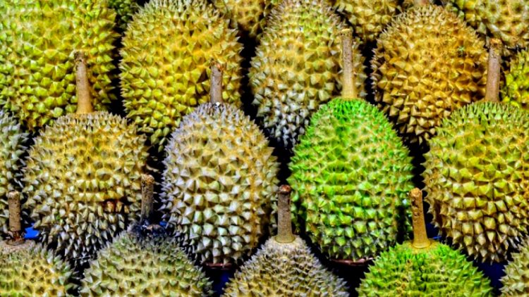 Pesta Durian Wilayu Tawarkan Durian Sepuasnya Sekaligus Dukung Pembangunan Masjid