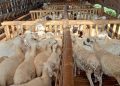 Kaltim Kekurangan Pasokan Daging Domba hingga 50 Persen Kebutuhan