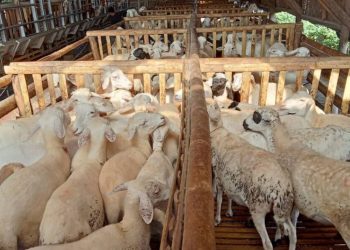 Kaltim Kekurangan Pasokan Daging Domba hingga 50 Persen Kebutuhan
