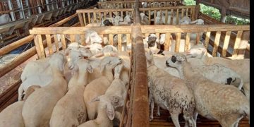 Kaltim Kekurangan Pasokan Daging Domba hingga 50 Persen Kebutuhan