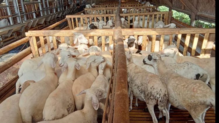 Kaltim Kekurangan Pasokan Daging Domba hingga 50 Persen Kebutuhan