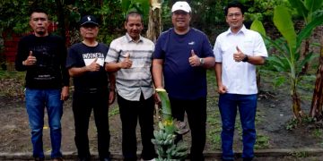 Asahan Panen Perdana Pisang Kepok Abu Hasil Pengembangan PT Hijau Surya