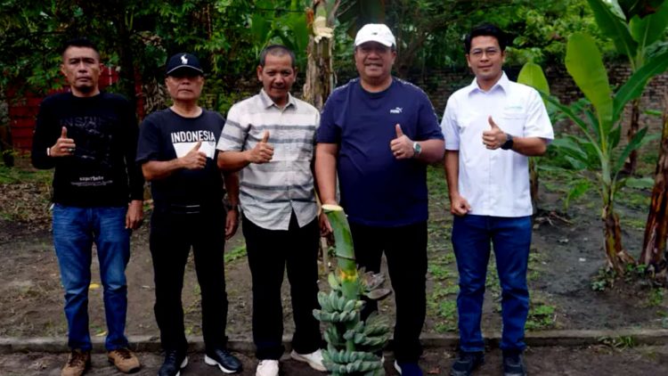 Asahan Panen Perdana Pisang Kepok Abu Hasil Pengembangan PT Hijau Surya